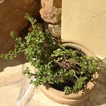 Casa Grecia Santa Eulària des Riu